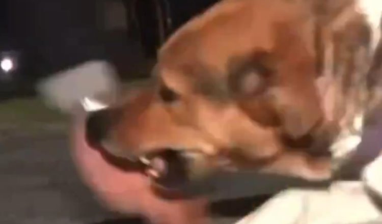 Reportero es mordido por perrito en Argentina cuando intentaba hablar bien de él