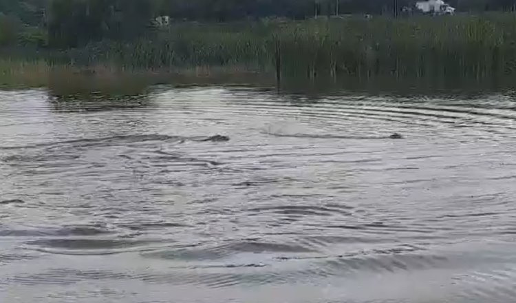 Con juguetes tientan paciencia de cocodrilo en laguna de Gaviotas