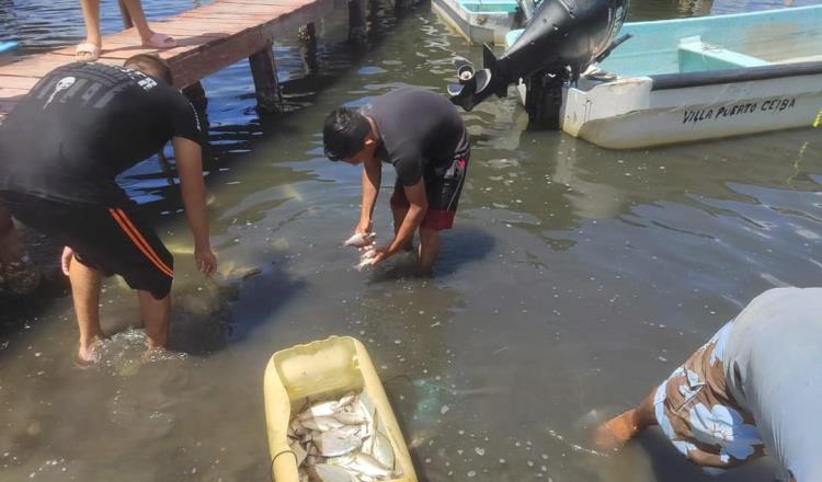 Reportan mortandad de peces a orillas de Isla Andrés García de Paraíso