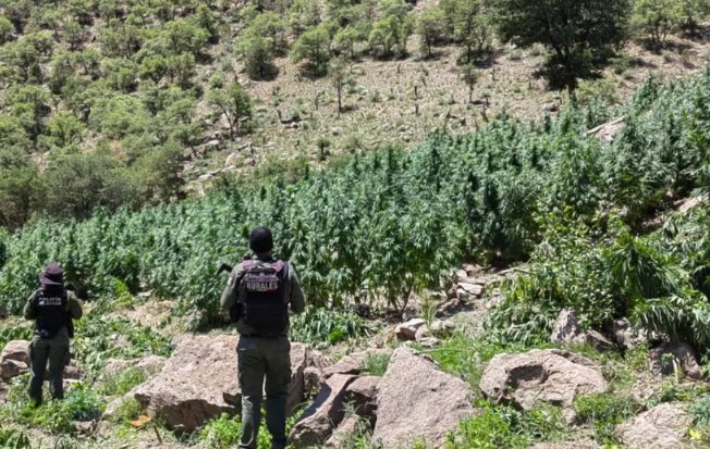 Destruyen en Chihuahua más de 300 mil plantas de presunta marihuana