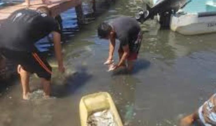 Aún no hay denuncia por mortandad de peces en Paraíso, afirma Gary Arjona