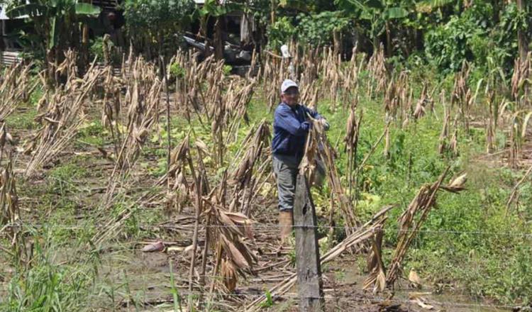 75% de trabajadores del campo en Tabasco son mayores de 50 años, revela INEGI