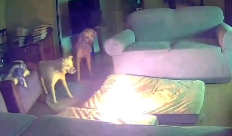 Perrito provoca incendio mientras masticaba batería portátil en EE. UU.