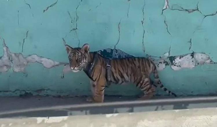 Graban a tigre cachorro deambulando por calles de Durango