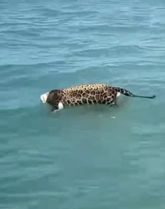 Encuentran a jaguar decapitado flotando en el mar frente a Ciudad del Carmen