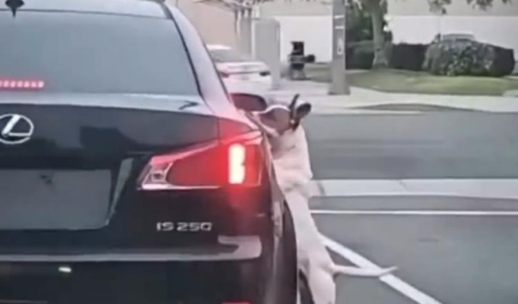 Perrito es abandonado en la calle y persigue desesperadamente a sus dueños en California