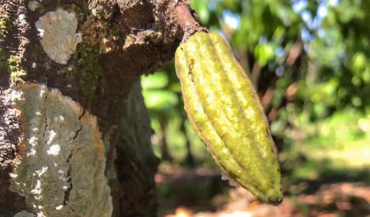 Crisis del cacao, oportunidad para reactivar campos: Sedafop