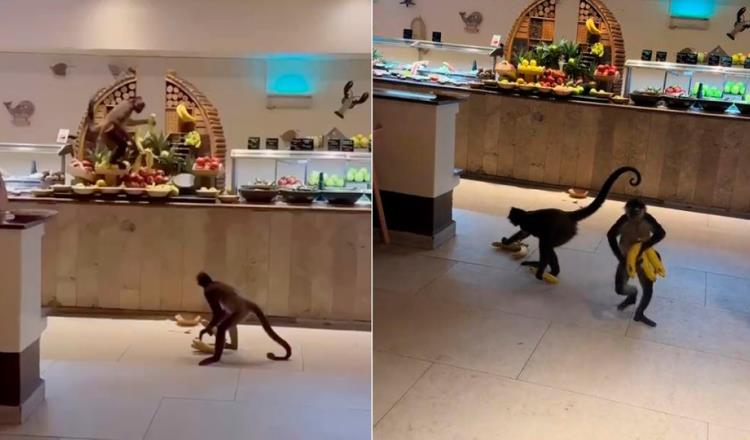 Monos ´roban´ plátanos de buffet en hotel de Quintana Roo