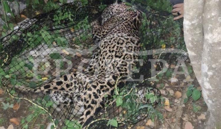 Capturan a jaguar que deambulaba por basurero en Pacula, Hidalgo