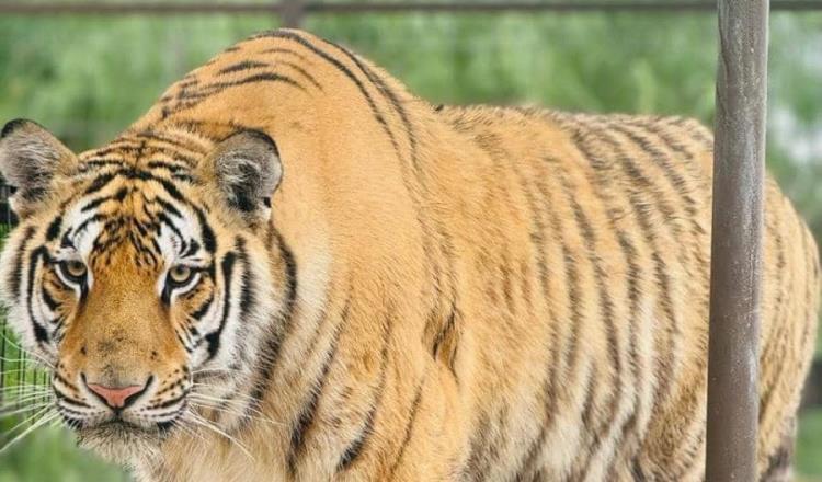 Se escapa tigre de Quinta La Fauna en Reynosa, Tamaulipas