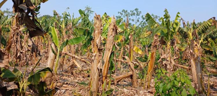 Sector bananero de Tabasco en crisis por sequía: Consejo Nacional de Productores