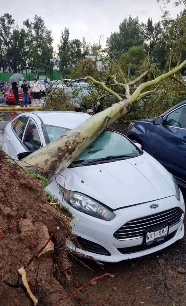 Lluvias provocan la caída de decenas de árboles en Edomex y la CDMX