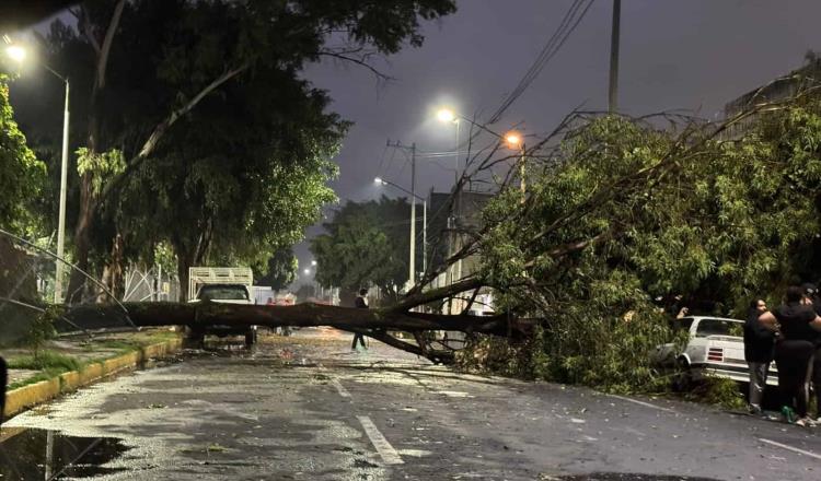 Lluvias provocan la caída de decenas de árboles en Edomex y la CDMX