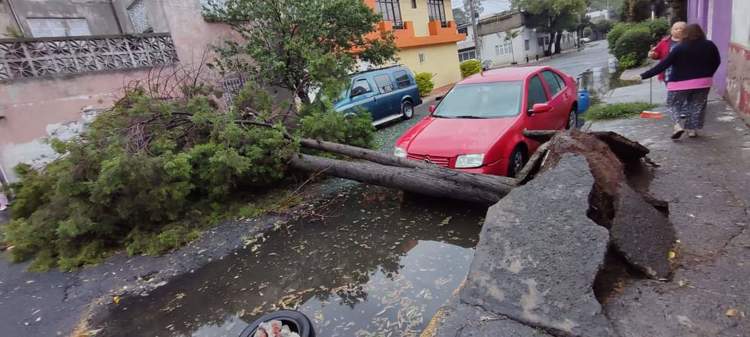 Lluvias provocan la caída de decenas de árboles en Edomex y la CDMX