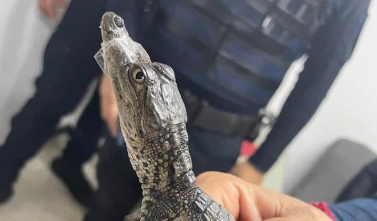 Rescatan a 2 cocodrilos bebés deambulando en Metro de CDMX