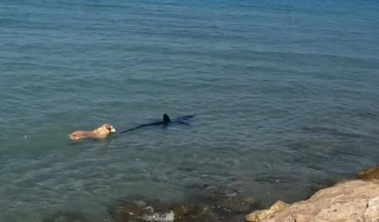 Perrito ahuyenta a tiburón de playas en Alicante, España