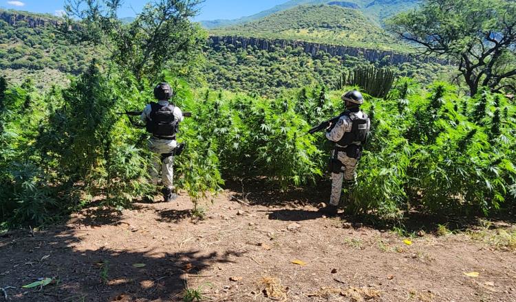 Ubica y destruye GN plantíos de posible marihuana en Jalisco