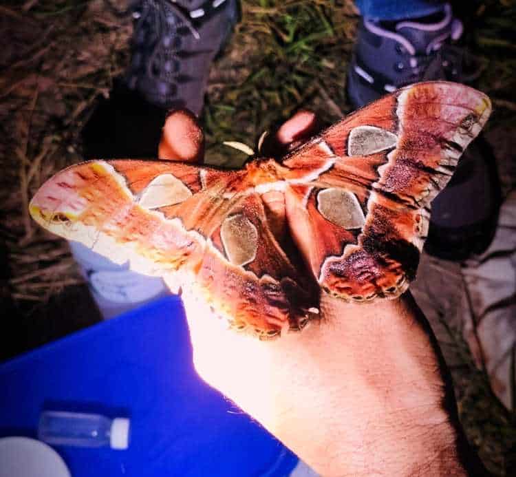 Avanza UJAT en muestreo de mariposas nocturnas de la Reserva de la Biosfera de Wanha´