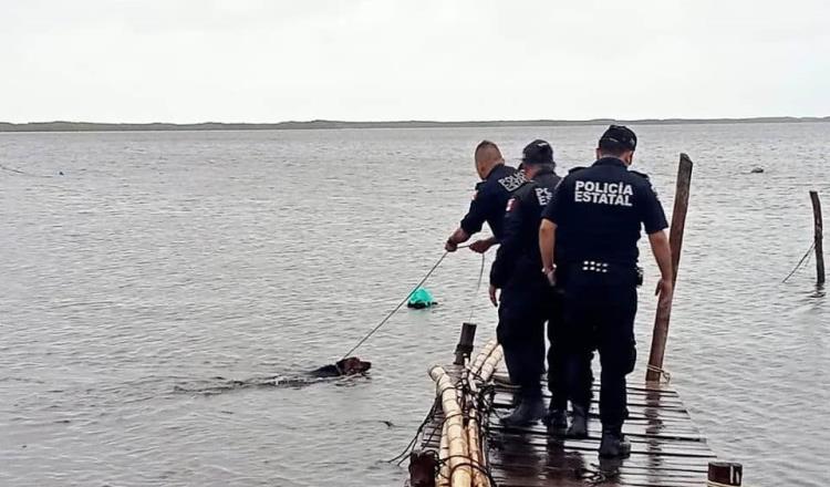 Rescatan a perrito amarrado al muelle de Río Lagartos, en Yucatán