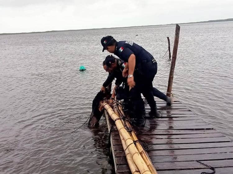 Rescatan a perrito amarrado al muelle de Río Lagartos, en Yucatán