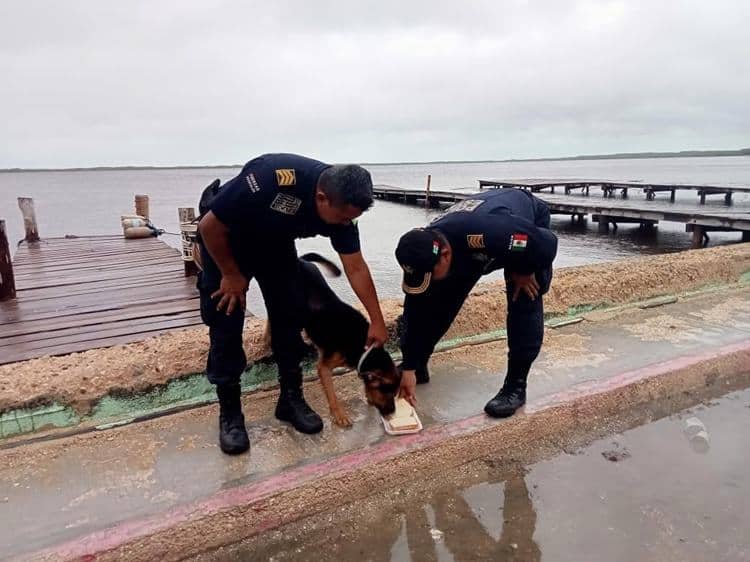 Rescatan a perrito amarrado al muelle de Río Lagartos, en Yucatán