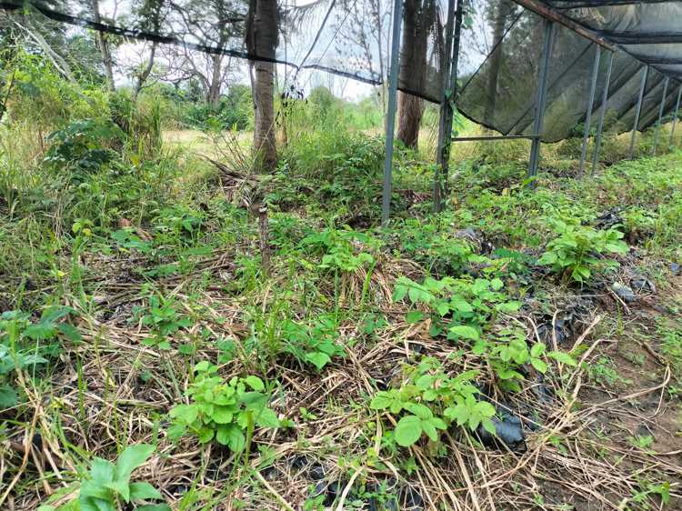 Inician procedimiento legal por "apropiación" de terrenos del Ayuntamiento de Cunduacán