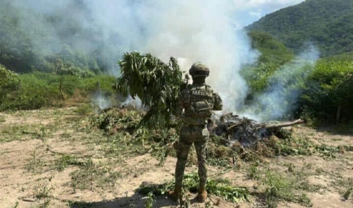 Marina localiza y destruye 132 toneladas de marihuana en Durango