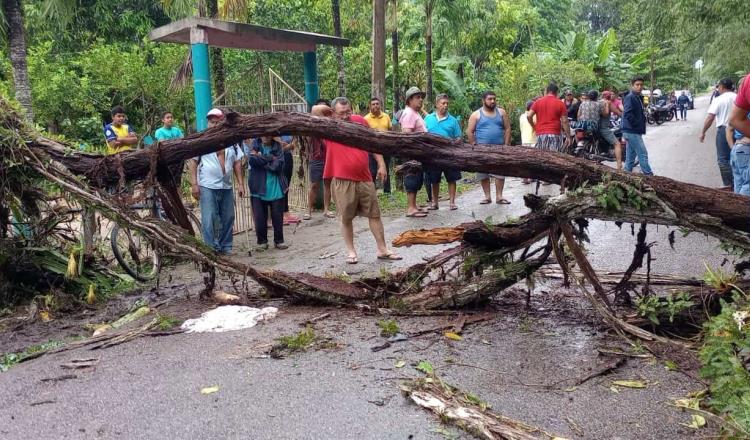 Joven pierde la vida tras caerle un árbol en Comalcalco