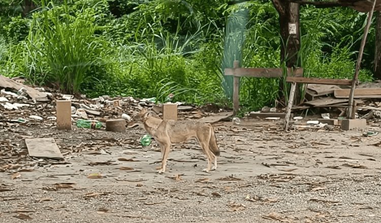 Se unen para alimentar a "Muñeca", coyote que habita zona Urbana de Villahermosa