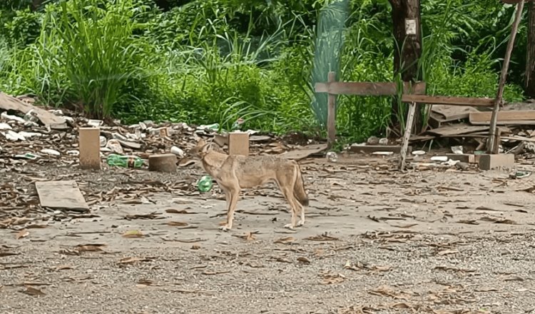 Avistan a Coyote salvaje deambulando en calle de Villahermosa