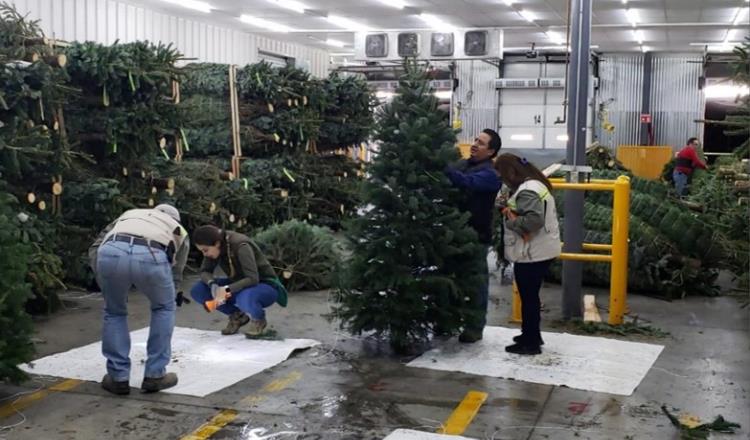 Inicia Profepa revisión de árboles de Navidad para evitar ingreso de plagas a México