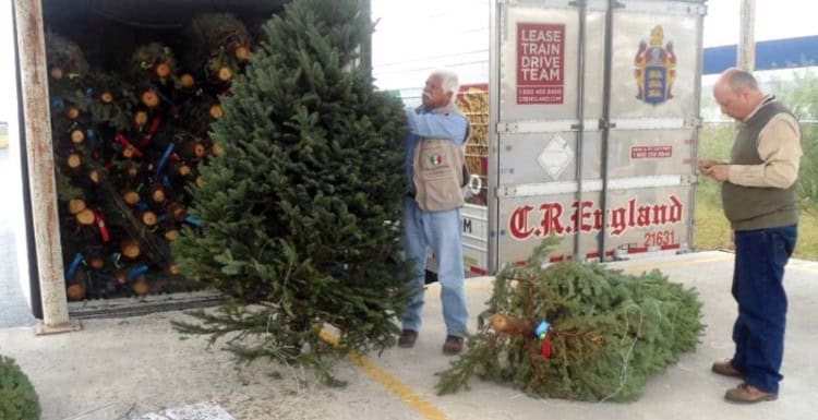 Inicia Profepa revisión de árboles de Navidad para evitar ingreso de plagas a México