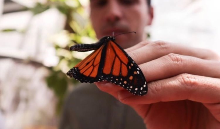 Avistan las primeras mariposas monarca en Michoacán