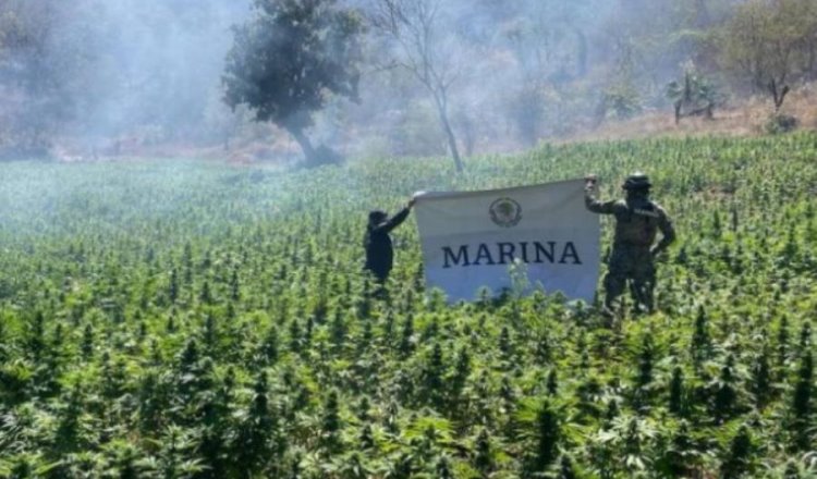 Destruye Semar laboratorio clandestino y plantío de marihuana en Sinaloa y Durango