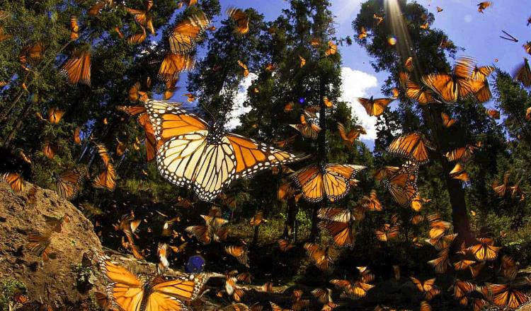 Aumenta a 56 mil hectáreas la reserva para arribo de Mariposas Monarcas