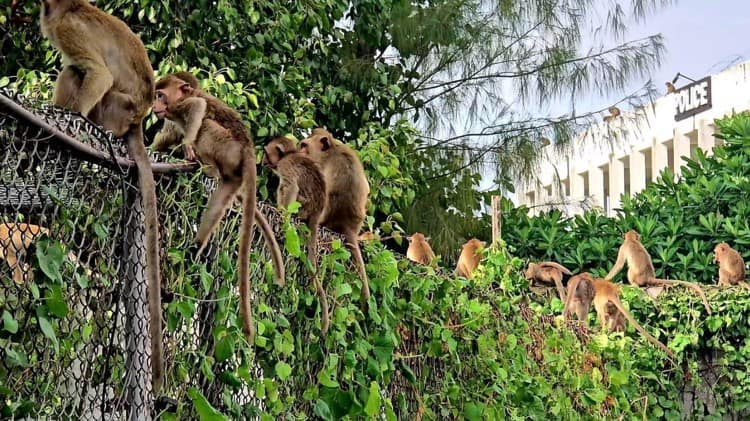 Policías de Tailandia se resguardan en su propia comisaría tras ser acorralados por monos agresivos