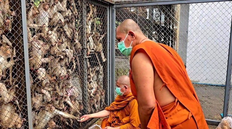 Policías de Tailandia se resguardan en su propia comisaría tras ser acorralados por monos agresivos