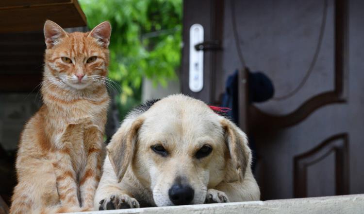 Espera Caninos 911 que protección y cuidado de los animales a rango constitucional no quede sin instrumentarse