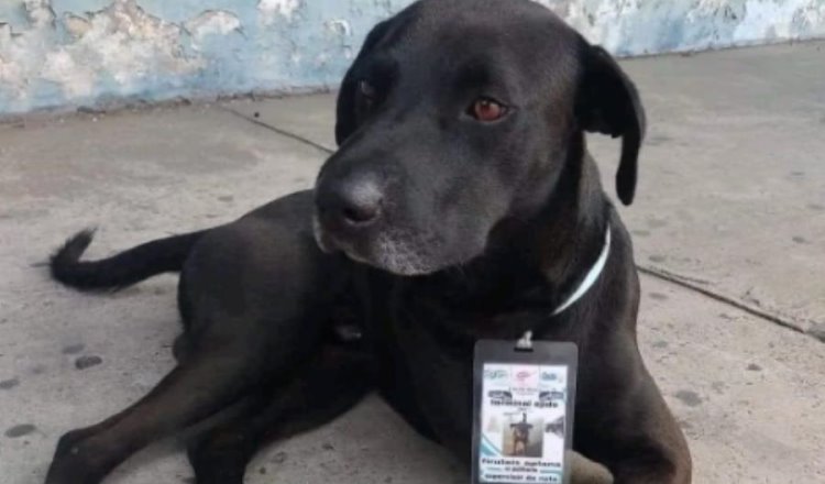 Perrito se gana el cariño de trabajadores en terminal de autobuses y lo nombran "supervisor de ruta"