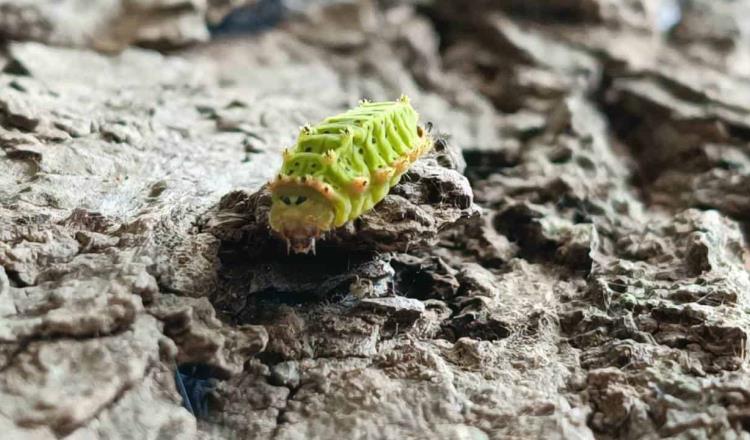 Alertan por proliferación de gusano verde que causa afecciones en la piel