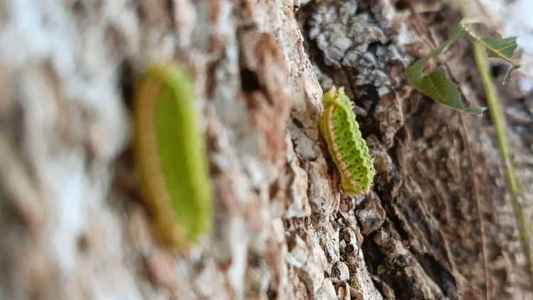 Alertan por proliferación de gusano verde que causa afecciones en la piel