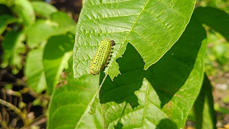 Alertan por proliferación de gusano verde que causa afecciones en la piel