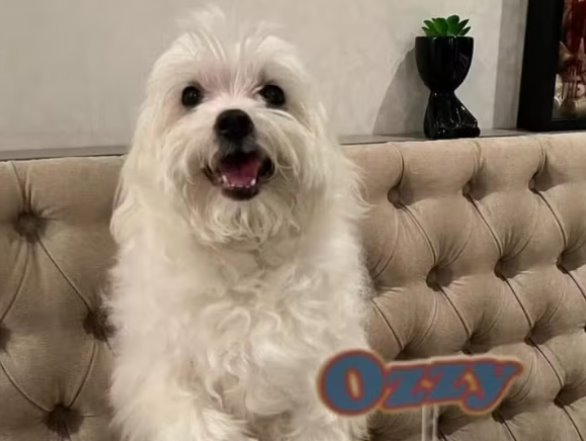 Perrito recupera la vista tras cirugía de cataratas en Brasil