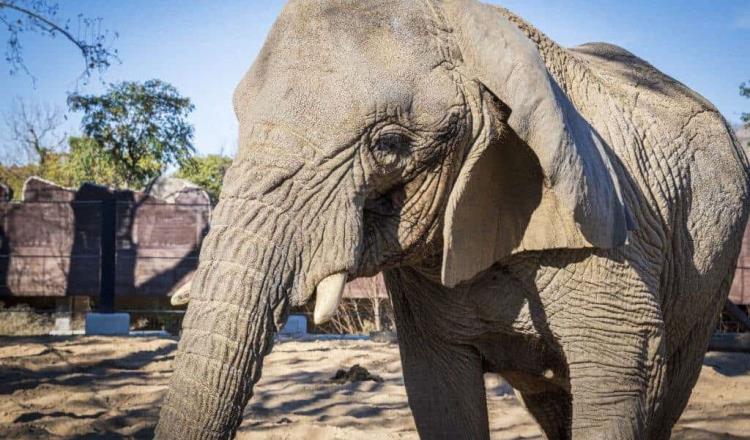 ¡Hasta siempre Yoyo! Muere elefanta africana más longeva del mundo