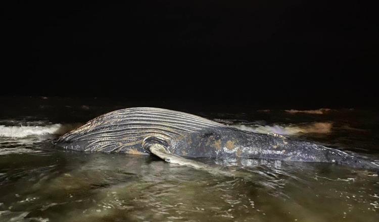 Hallan ballena muerta en playas de Mazatlán