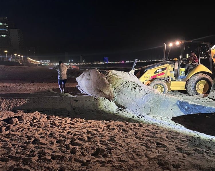 Hallan ballena muerta en playas de Mazatlán