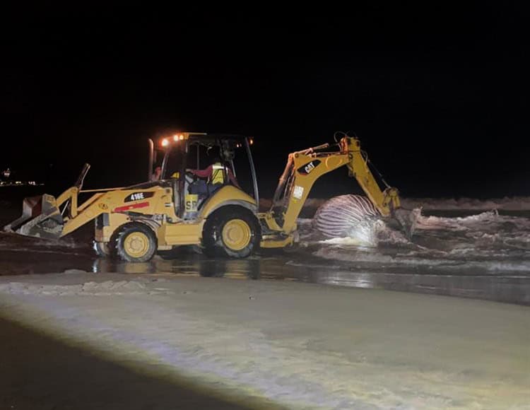 Hallan ballena muerta en playas de Mazatlán