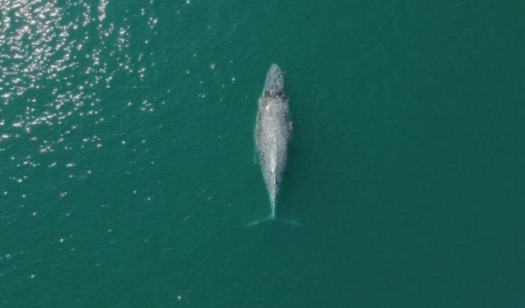 Ballena enferma que nadaba errática es rescatada en Colima